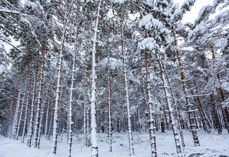 雪,冬天,森林,松树,一月,环境,霜,天气,二月,户外