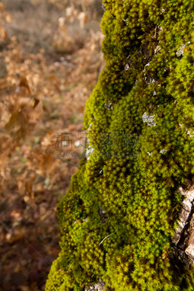 苔藓,山谷橡树木,橡树,特拉华,树皮,自然,垂直画幅,褐色,绿色,无人