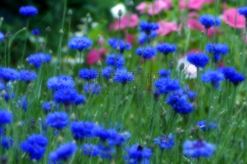 矢车菊,弥漫性增生,锦葵属,自然,水平画幅,无人,蓝色,夏天,特写,开花时间间隔