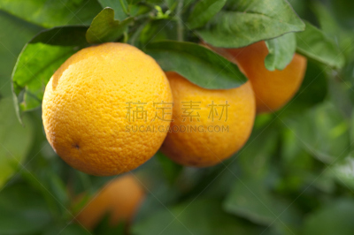 橙子,清新,桔树,水平画幅,悬挂的,橙色,户外,多汁的,日光,串