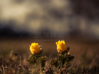 春侧金盏花,男性美,选择对焦,美,稀缺,水平画幅,无人,石灰质的,户外,干的