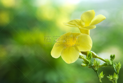 自然美,黄色,粉红蝉,软枝黄蝉,美,芳香的,水平画幅,无人,毛莨科,特写