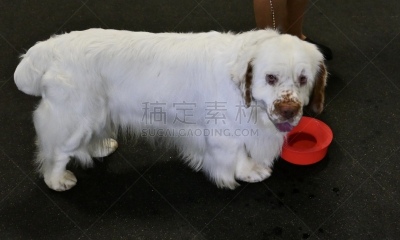 狗,斯班尼犬,白色,最大,动物保护,训服,可爱的,遛狗师,纯种犬,驯养动物