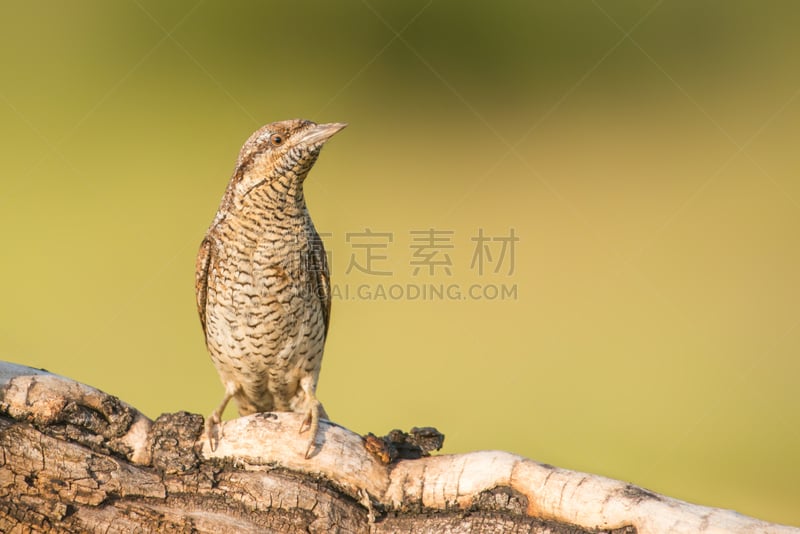 波斯尼亚和黑塞哥维那,野生动物,图像,一只动物,野外动物,动物,歪脖鸟,鸟类,无人,全身像