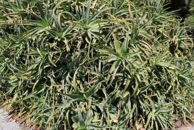 芦荟,大量物体,西澳大利亚,水平画幅,枝繁叶茂,无人,果汁,户外,化妆用品,木立芦荟