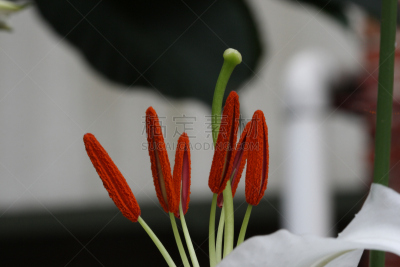 百合花,自然,美,水平画幅,雄蕊,无人,户外,特写,仅一朵花,自然美