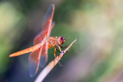 叶子,蜻蜓,焰火,火焰,撇水鸟,blue darter dragonfly,美,圣塔克莱拉县,水平画幅,巨大的