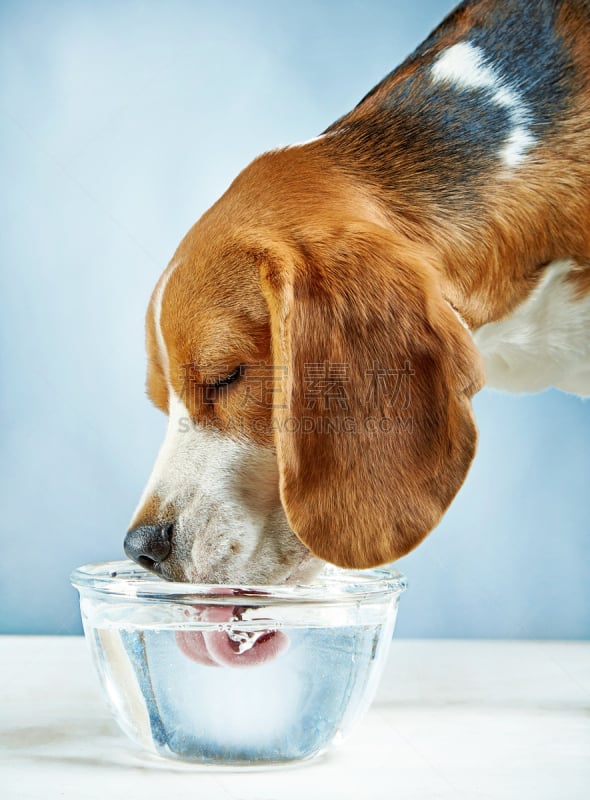 水,饮料,狗,比格犬,垂直画幅,动物嘴,玻璃,特写,哺乳纲