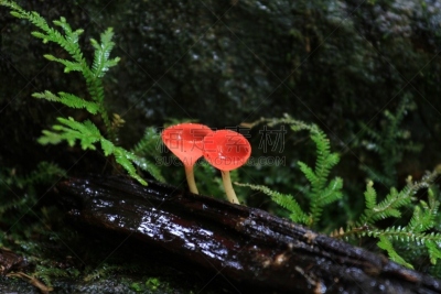 粉色,曼谷,水平画幅,无人,盘菌科,森林,户外,北标府,燃烧,摄影