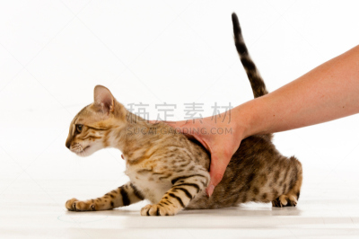 猫,抓升钩,爱探听私事的,鹰爪,古怪的,水平画幅,小的,可爱的,兽医,幽默