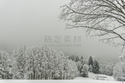 冬天,地形,木制,美,水平画幅,雪,冰雪风暴,美人,户外