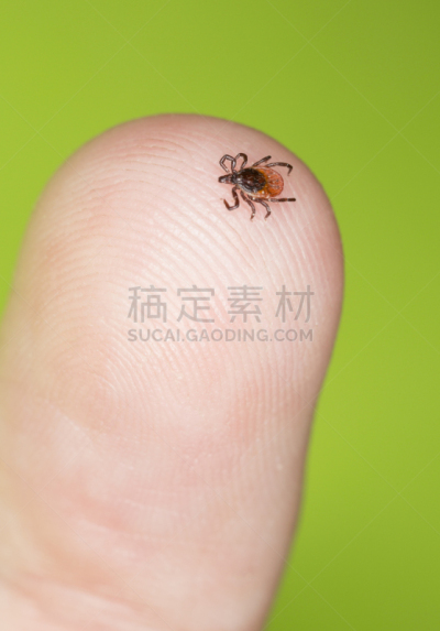 安氏革蜱,手指,蜱,海狸,豆,蓖麻,吸血动物,螨,寄生的,垂直画幅