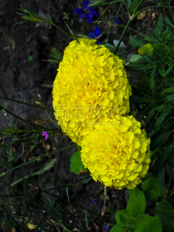 万寿菊,墨西哥人,非洲万寿菊,花坛,床,自然,垂直画幅,无人,夏天,印度教