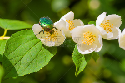 白色,仅一朵花,茉莉,美,水平画幅,夏天,户外,生物学,金属,特写