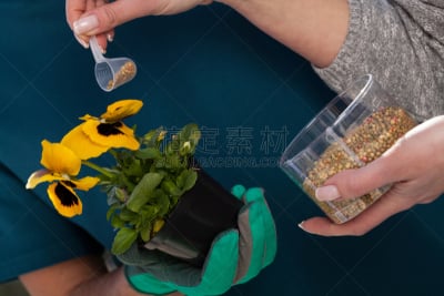 肥料,青年人,氮,园艺师,三色紫罗兰,水平画幅,泥土,夏天,特写,部分