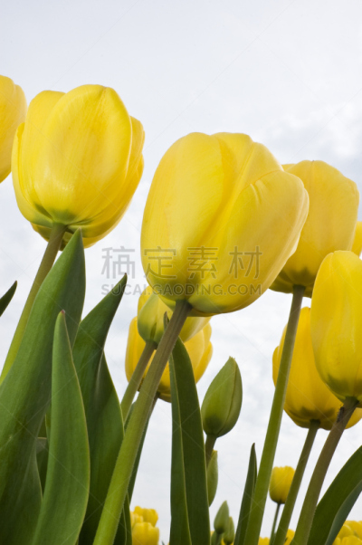 郁金香,黄色,垂直画幅,美,荷兰北部,特写,田地,荷兰,库肯霍夫花园,斯卡吉特县