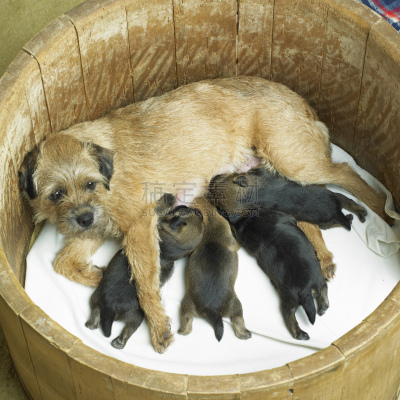 博德猎狐犬,家畜,梗犬,小狗,幼小动物,方形画幅,哺乳纲,哺乳,吃,摄影