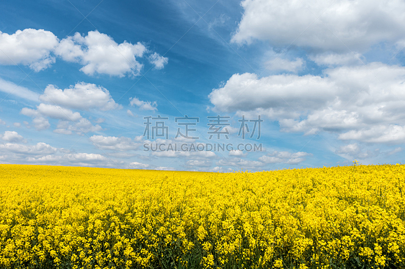 蓝色,油菜花,黄色,白色,天空,云景,田地,花朵,自然,水平画幅