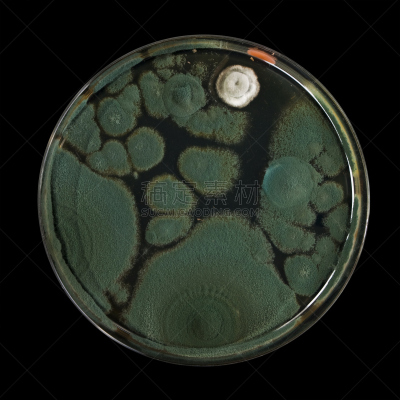 青霉菌,微生物学,无人,真菌学,科学,生物学,方形画幅,黑色,真菌和霉菌,黑色背景