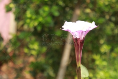 仅一朵花,芳香的,紫色,angel's 喇叭,黑色,小号,濒危物种,一个物体,菜园,彩色背景