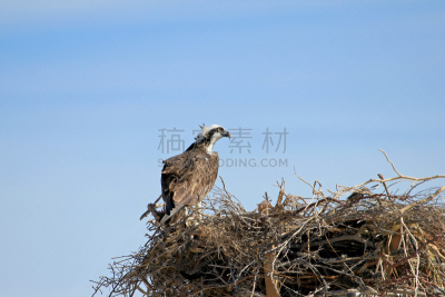 鸟类,鱼鹰,墨西哥,下加利福尼亚州,水,天空,褐色,食肉鸟,水平画幅,动物身体部位