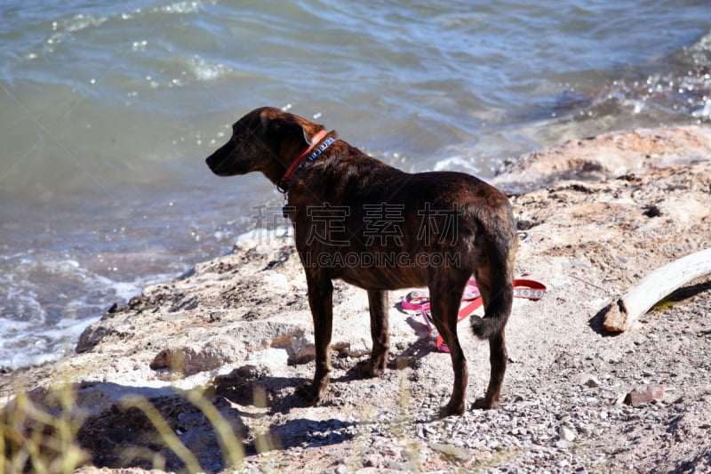 河岸,狗,快乐湖,catahoula leopard dog,水,美国,湖岸,水平画幅,无人,户外