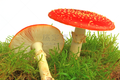 毒蝇菇,蘑菇,自然,留白,水平画幅,秋天,护身符,无人,有毒生物体,符号