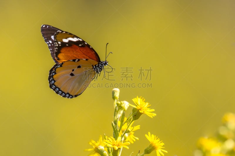 虎斑凤尾蝶,伯罗奔尼撒,热带气候,野生动物,希腊,橙色,翅膀,小的,动物,春天