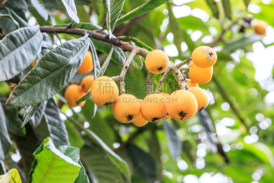 枇杷,水果,熟的,水平画幅,无人,维生素,户外,特写,农作物,植物