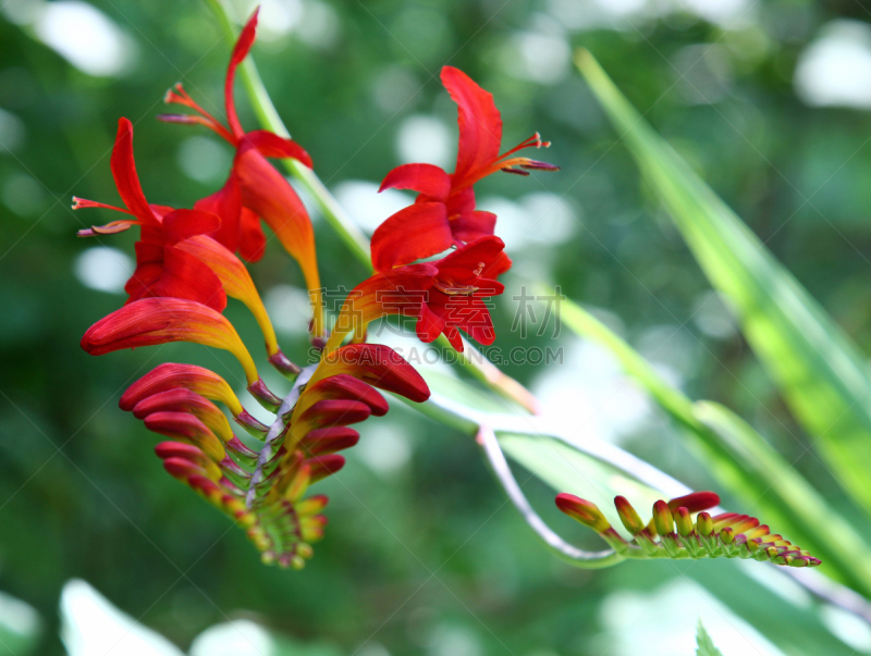 红色,crocosmia,季节,夏天,自然美,自然,美,美国,芳香的,水平画幅