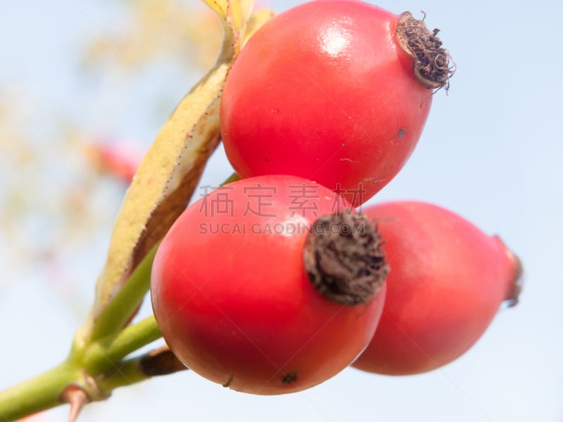 野玫瑰,熟的,特写,臀,红色,玫瑰,芳香的,枝繁叶茂,草坪,花束