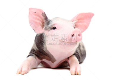 猪,小的,乐趣,注视镜头,农业,纯种犬,背景分离,肖像,哺乳纲,牛