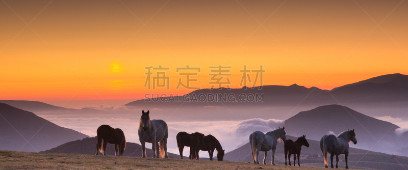 马,迅速,水平画幅,马年,全景,哺乳纲,2015年,动物,暗色,风景