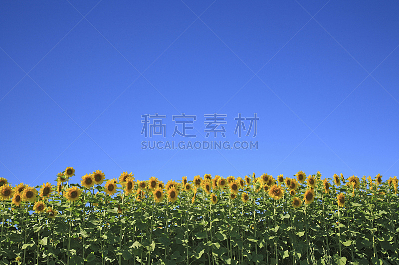 向日葵,十圣县,天空,水平画幅,无人,蓝色,日本,夏天,北海道,植物