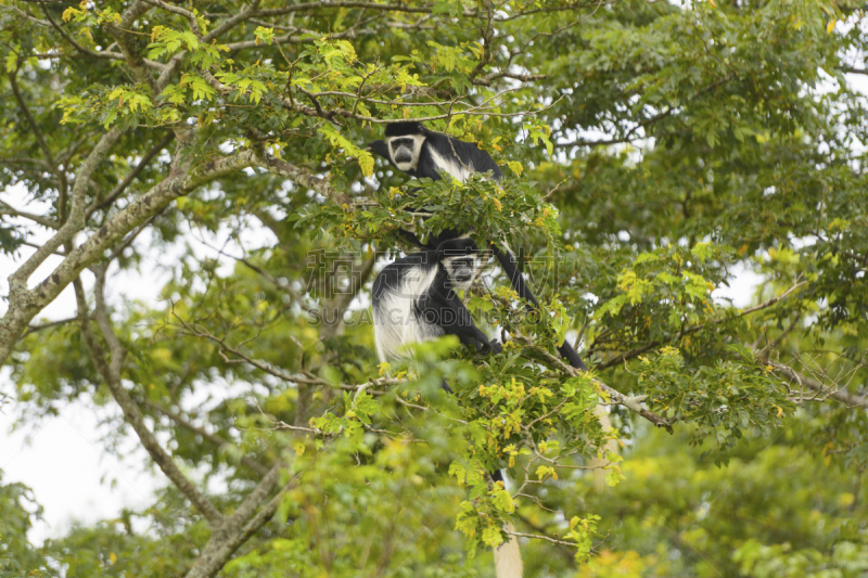 猴子,black and white colobus,水平画幅,无人,动物学,野外动物,偏远的,户外,生物学,植物