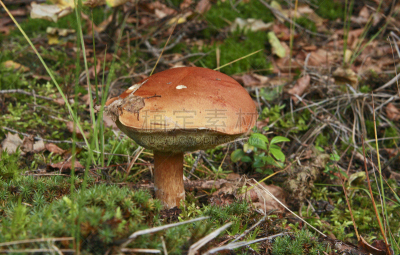 蘑菇,草,月桂树叶,植物菌根,白蘑菇,Porcini Mushroom,自然,饮食,水平画幅,根部