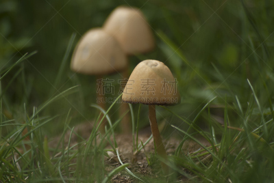 自然,草原,水平画幅,无人,散焦,草,拉丁美洲,真菌,墨西哥,大特写