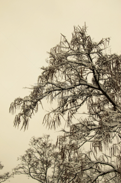 冬天,雪茄,公园,自然,垂直画幅,褐色,秋天,雪,户外,冰