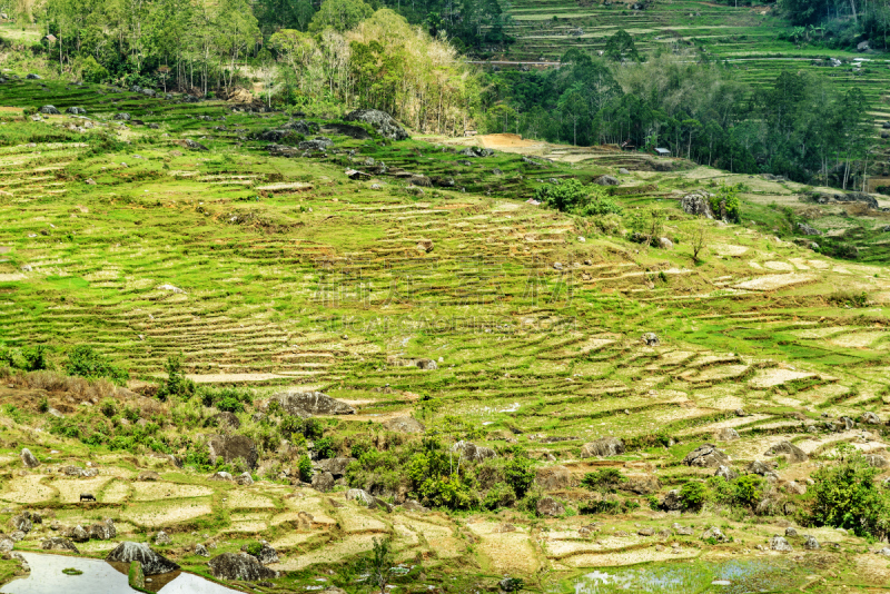 塔纳托拉雅,田地,稻,绿色,特拉加,苏拉威西,梯田,水,水平画幅,山