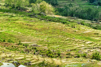 塔纳托拉雅,田地,稻,绿色,特拉加,苏拉威西,梯田,水,水平画幅,山