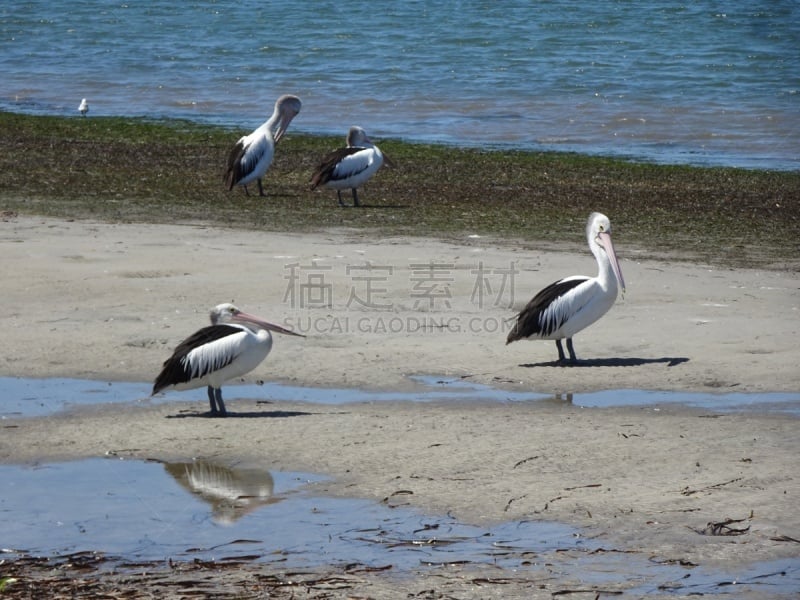 澳洲鹈鹕,户外,白色,黑色,自然美,环境,自然,野生动物,野外动物,图像