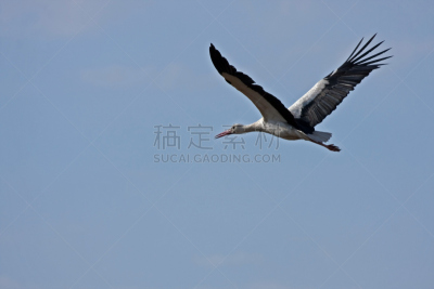 天空,白鹳,海洋,风,水平画幅,鸟类,纯净,动物身体部位,野外动物,户外