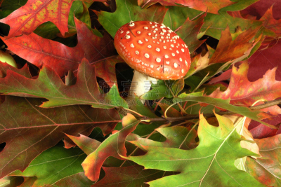 鹅膏菌,自然,公园,水平画幅,秋天,无人,色彩鲜艳,枫树,户外,毒蘑菇