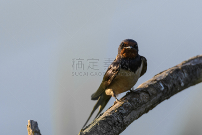 家燕,枝,东法尔德斯普拉森,欧亚家燕,福力沃兰,沼泽,谷仓,水平画幅,鸟类,夏天