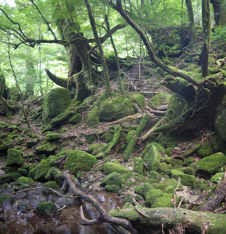 屋久岛,绿色,森林,垂直画幅,里山,枝繁叶茂,古老的,苔藓,石头,超自然