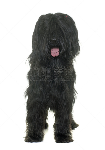 briard,影棚拍摄,牧羊犬,垂直画幅,纯种犬,白色背景,背景分离,黑色,长发,宠物