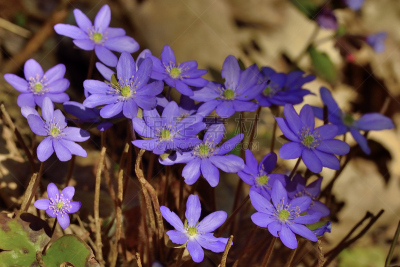 Hepatica nobilis or liverleaf (Leberblümchen)
