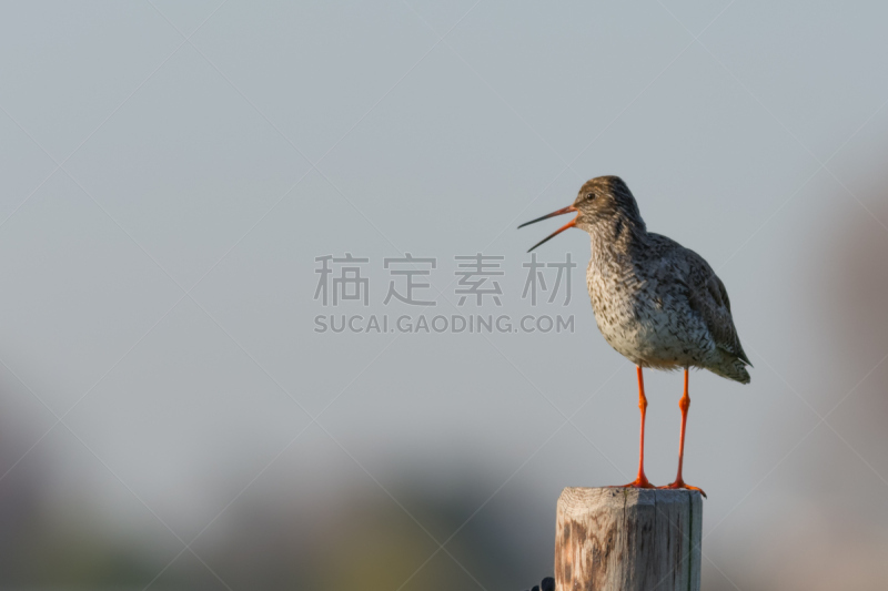 木制,杆,常见的红脚鹬鸟,动物喊叫,自然,草地,野生动物,水平画幅,无人,鸟类