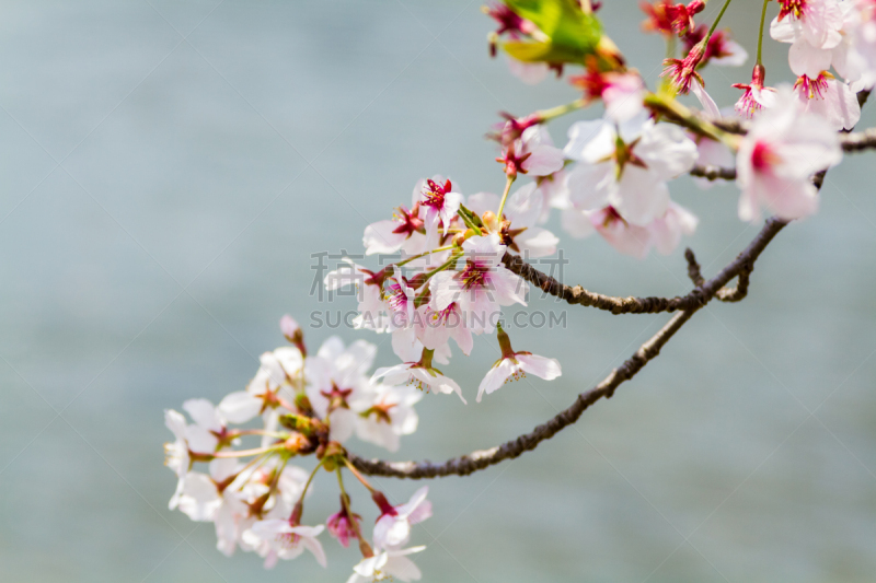 京都市,日本,樱桃树,垂枝日本早樱,婚纱秀,闪光灯,荧光色,花见节,樱花,水平画幅