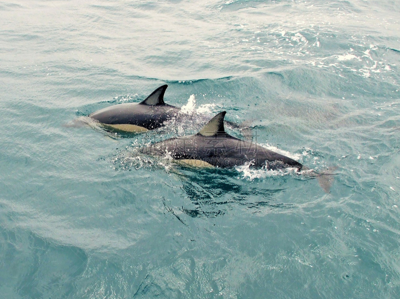 海豚,海洋,一对,waitemata harbour,水平画幅,两只动物,背鳍,水栖哺乳动物,动物鳍,哺乳纲